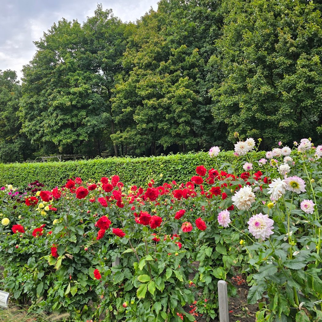 Dahliengarten Hamburg