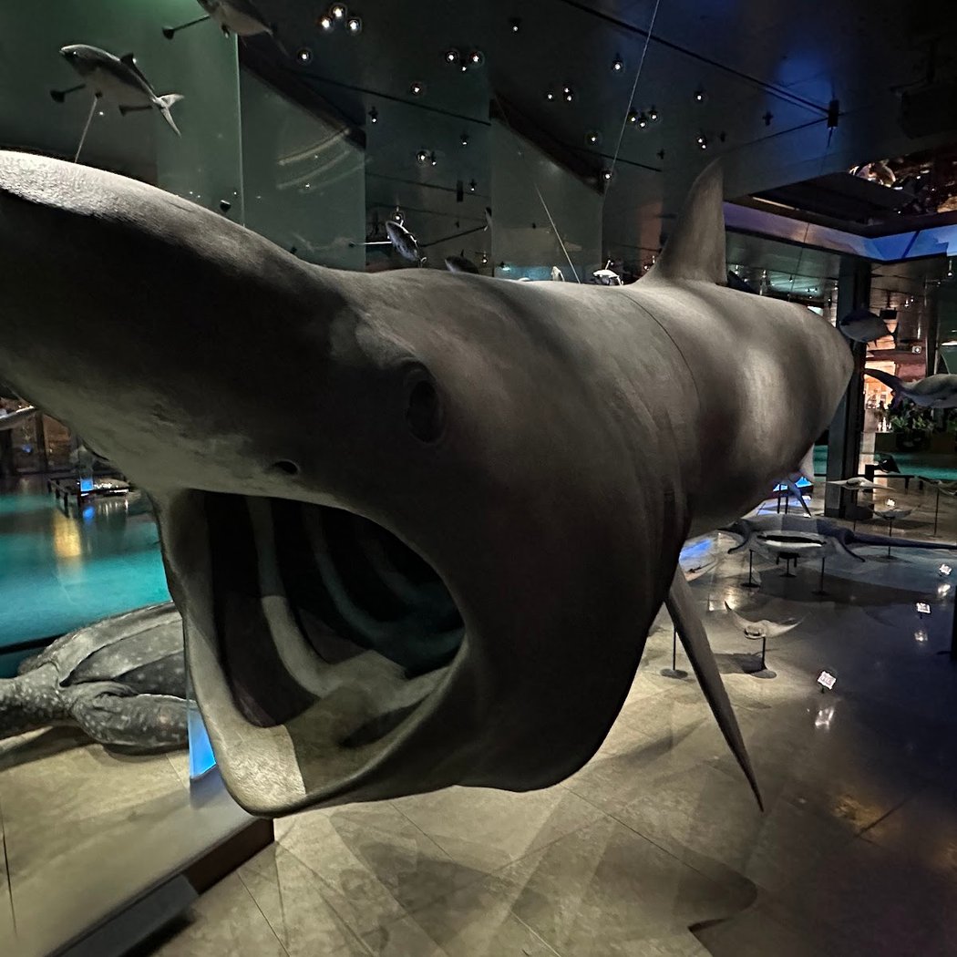 Family activities and visits at the Museum of Natural History 1