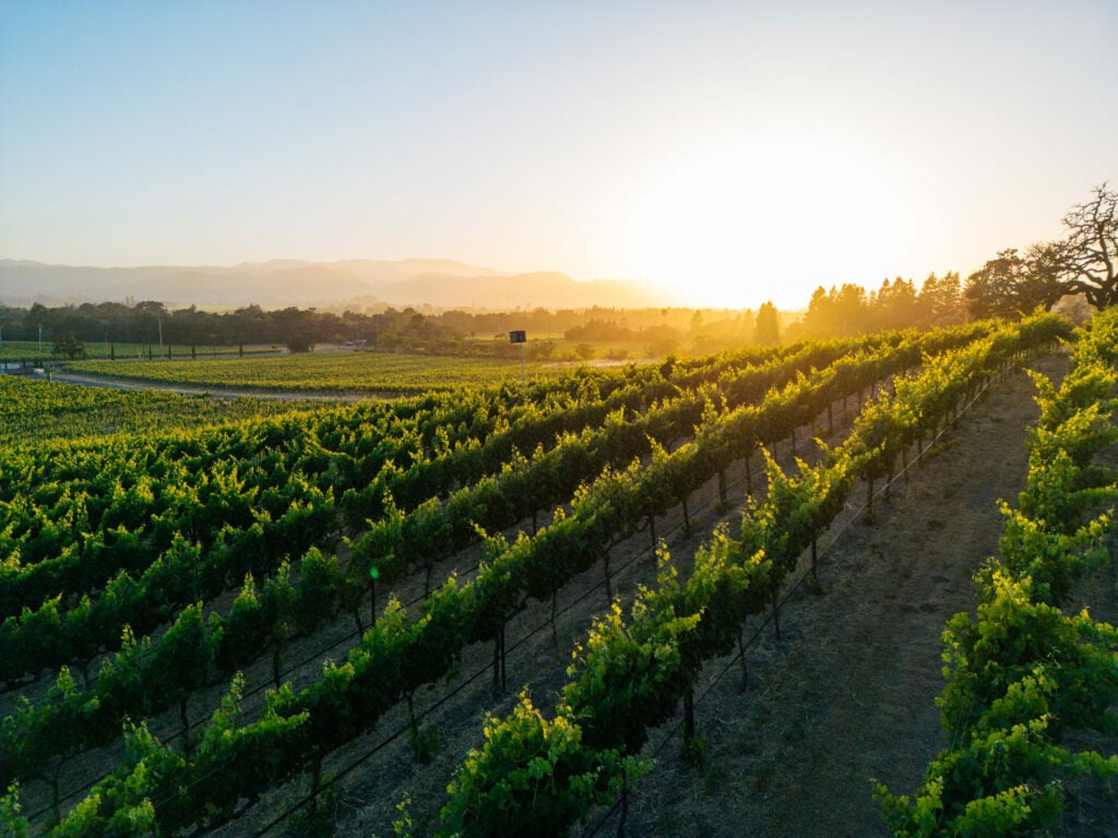 Signorello Estate 1