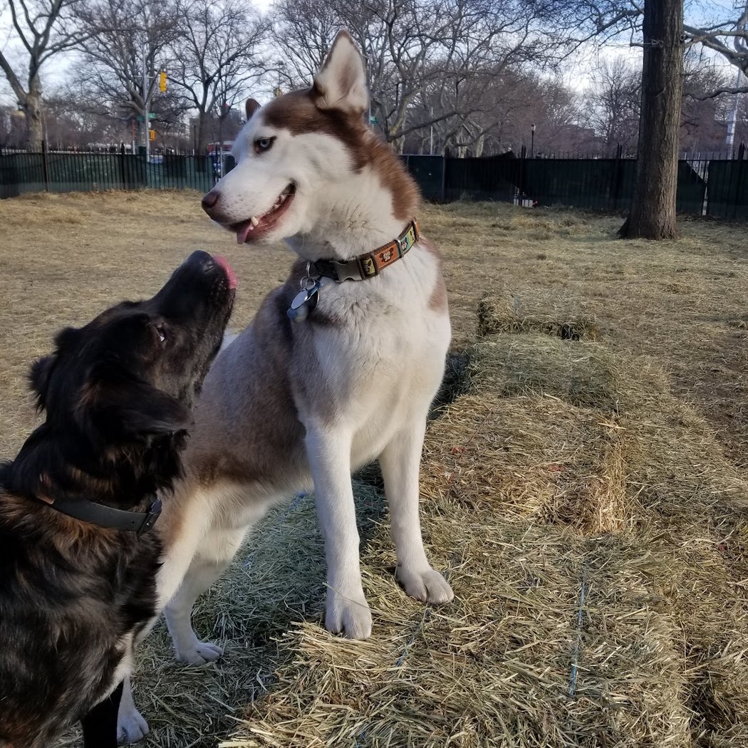 McCarren Park Dog Run 1