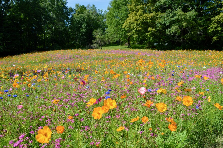 Weekly Wildflower Walk 2