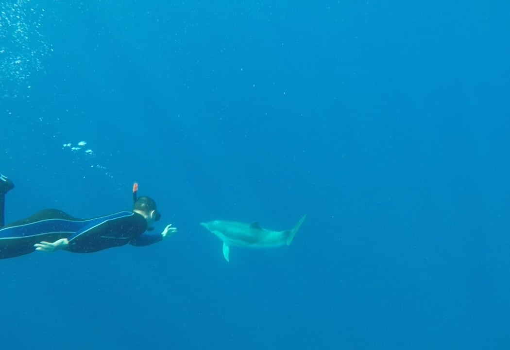 Swim with Dolphins in France - ANNETT (Sarl DTO) 1