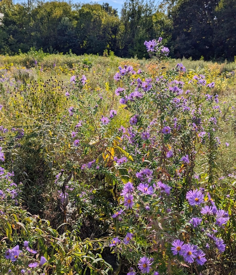 Birding by Bike w/BGI and Local Nature Lab