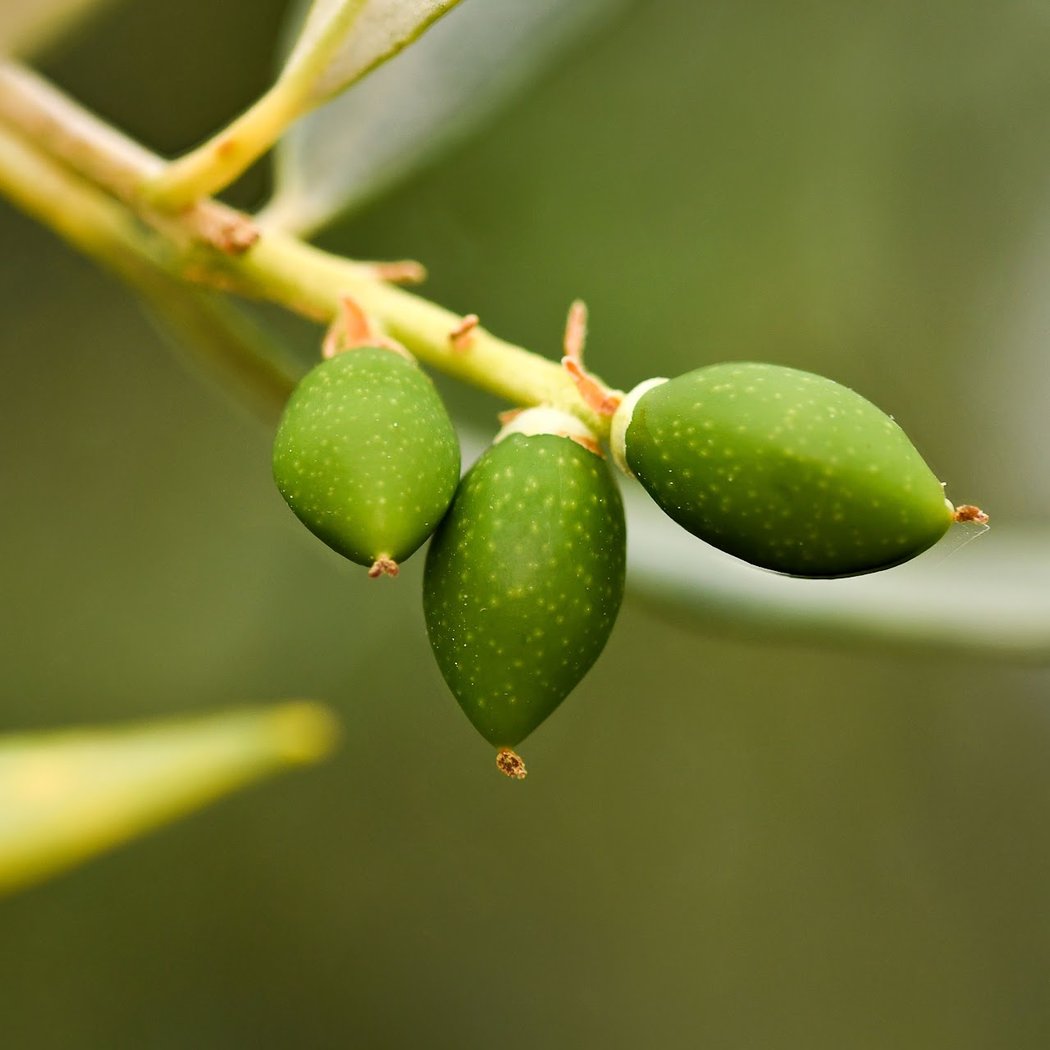 Domaine l'Oulivie : Producteur d'huiles d'olive - Moulin à huile 3