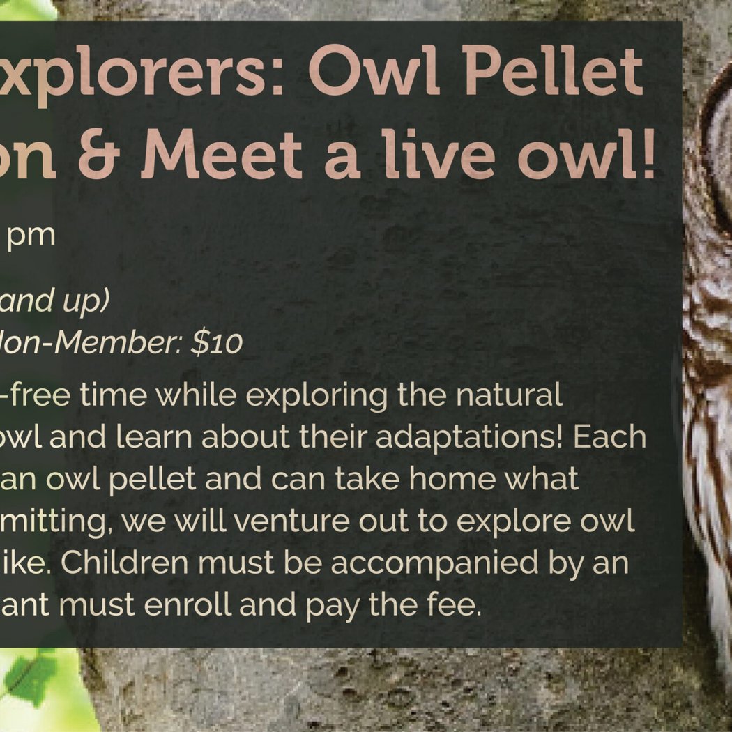 Nature Explorers: Owl Pellet Dissection & Meet a Live Owl 1