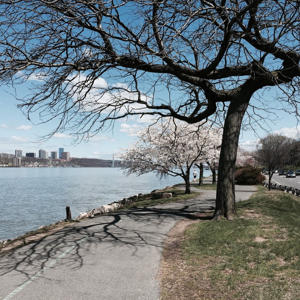 Cherry Walk 2