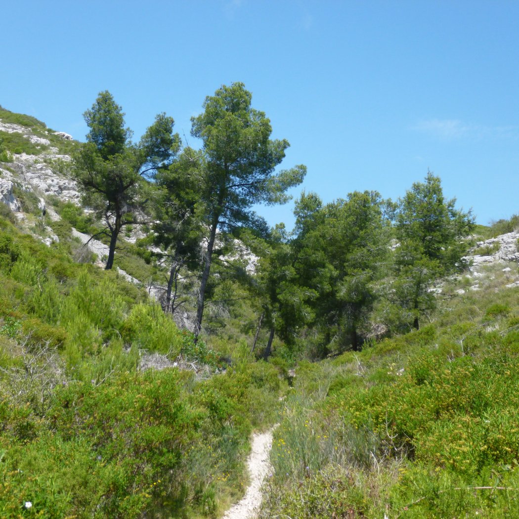 Plaine du Romaron 1