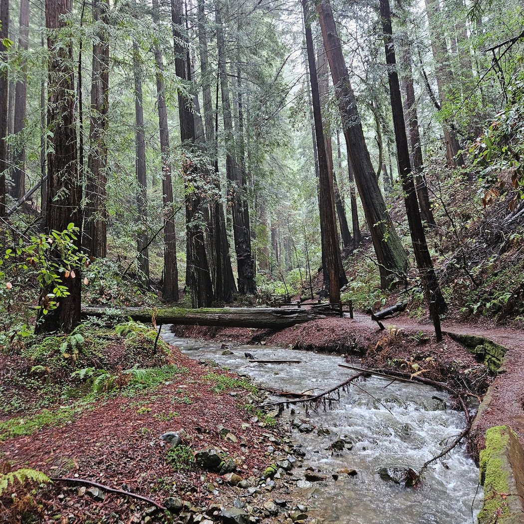Into the Woods 1-Hour Tour 3