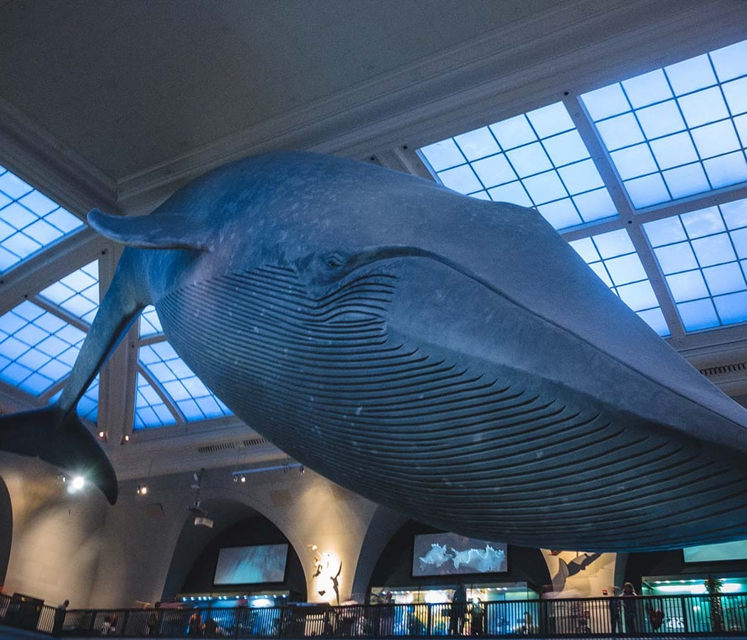 American Museum of Natural History 1