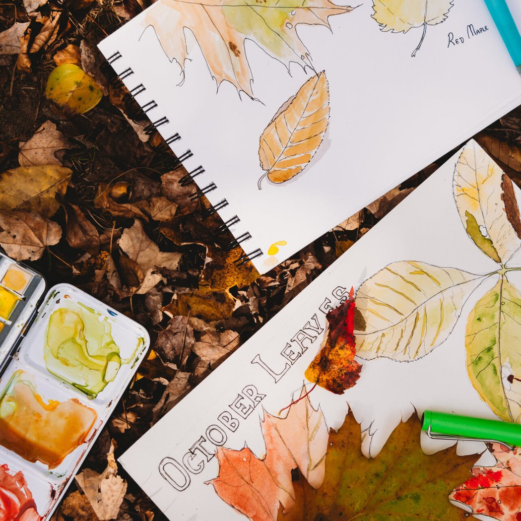 Sketch the Wild: An Introduction to Nature Journaling