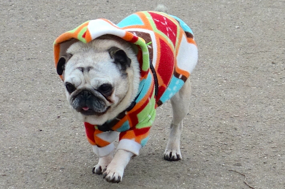 Pug Day 1