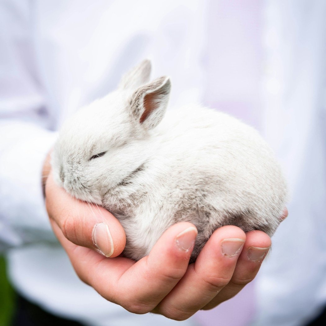 A Hoppin' Good Time with Napa Bunnies 1