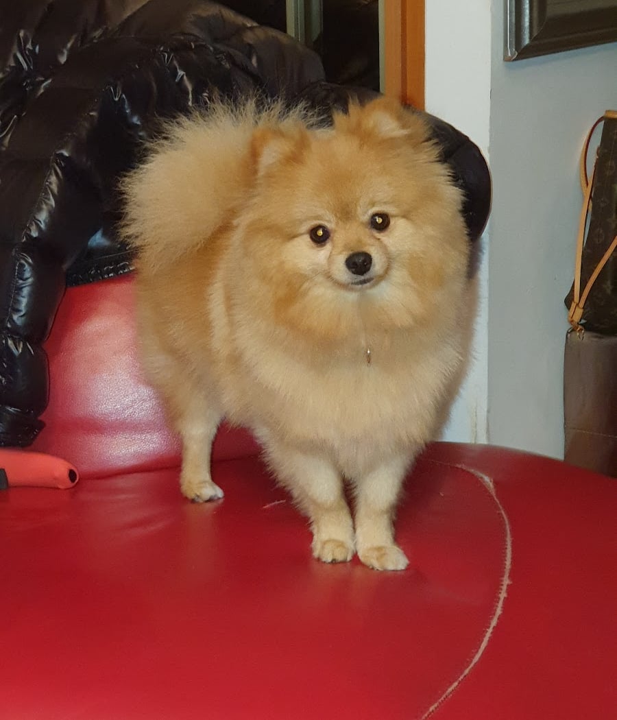 Rêve de Chien 3
