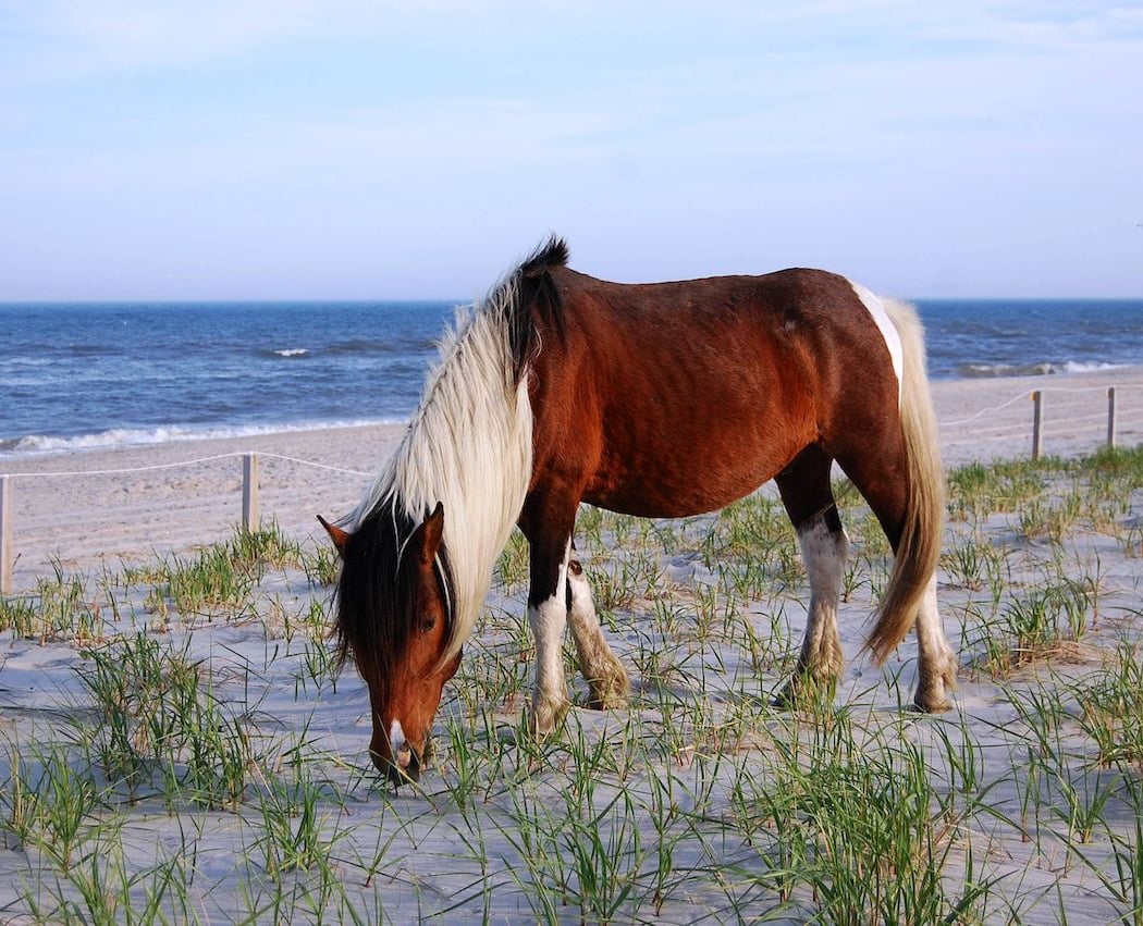 Assateague Island 1