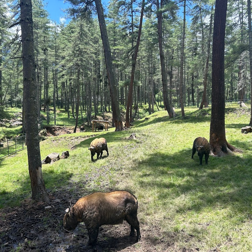 Takin Preserve (National Animal of Bhutan) 3