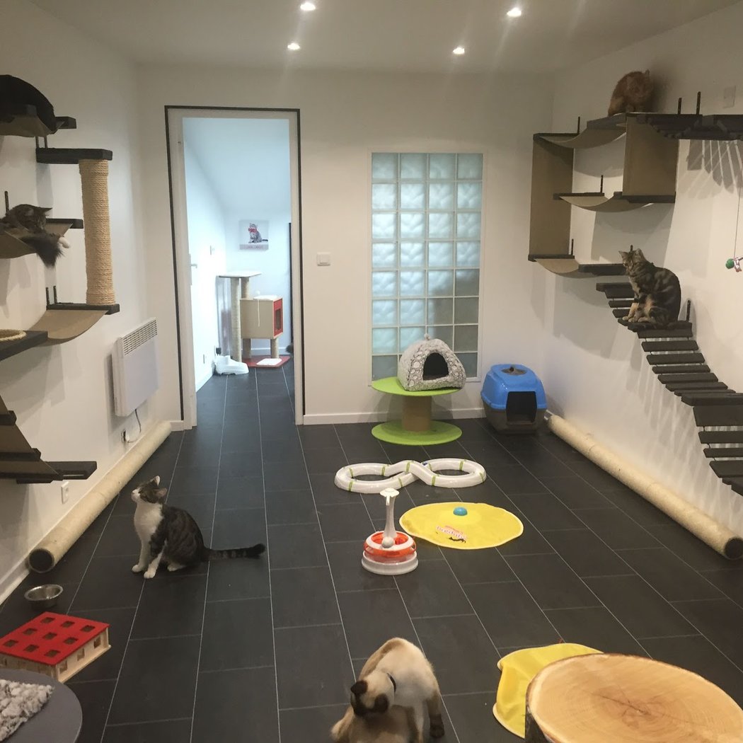 Le Loft des Chats 1