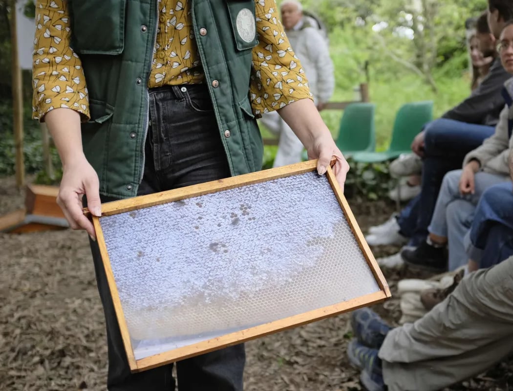 L’humain, de chasseur de miel à l’apiculteur 1