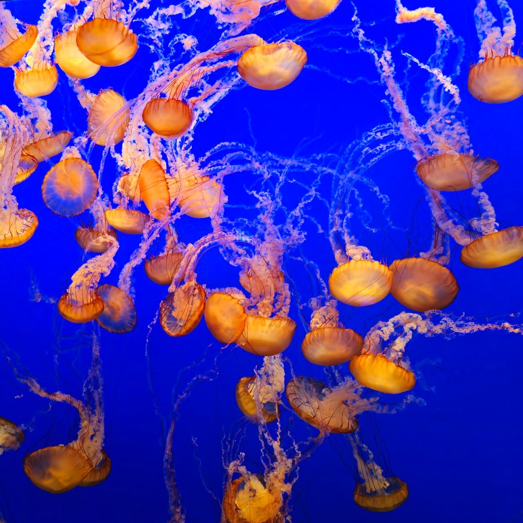 Explore the Bay: Monterey Bay Aquarium 3