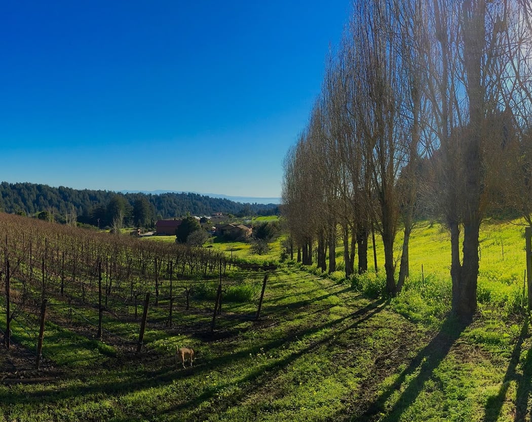 Soquel Vineyards 2