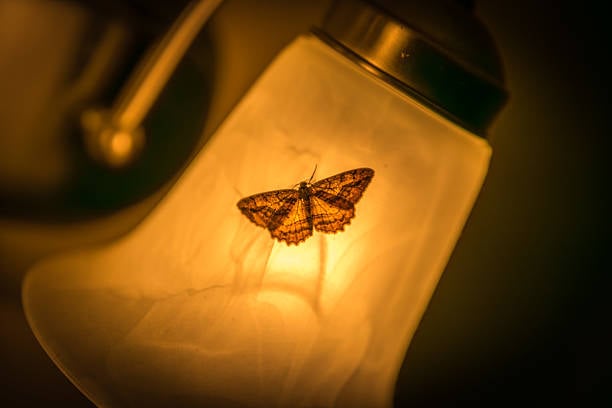 Moth Night 1