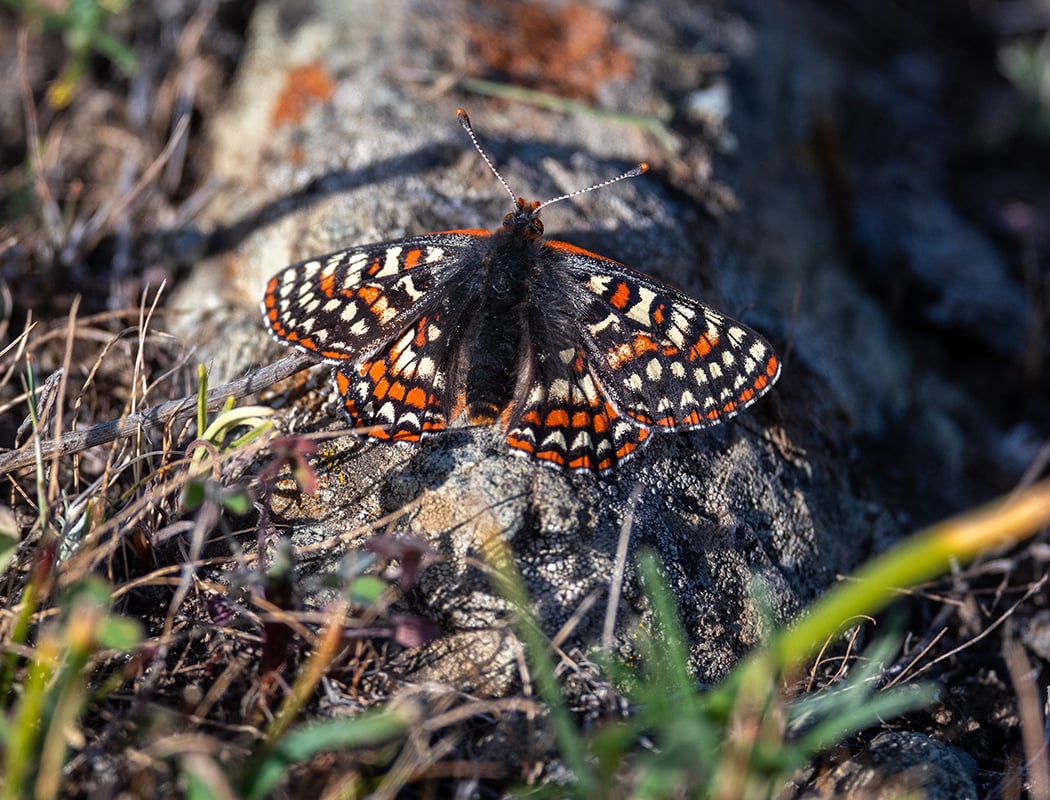 Máyyan 'Ooyákma – Coyote Ridge Open Space Preserve 1