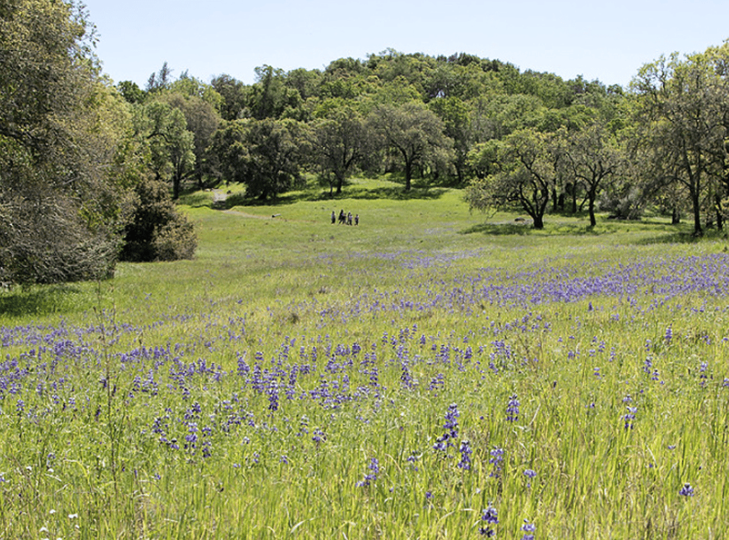 Spring Walk at Bouverie Preserve 2