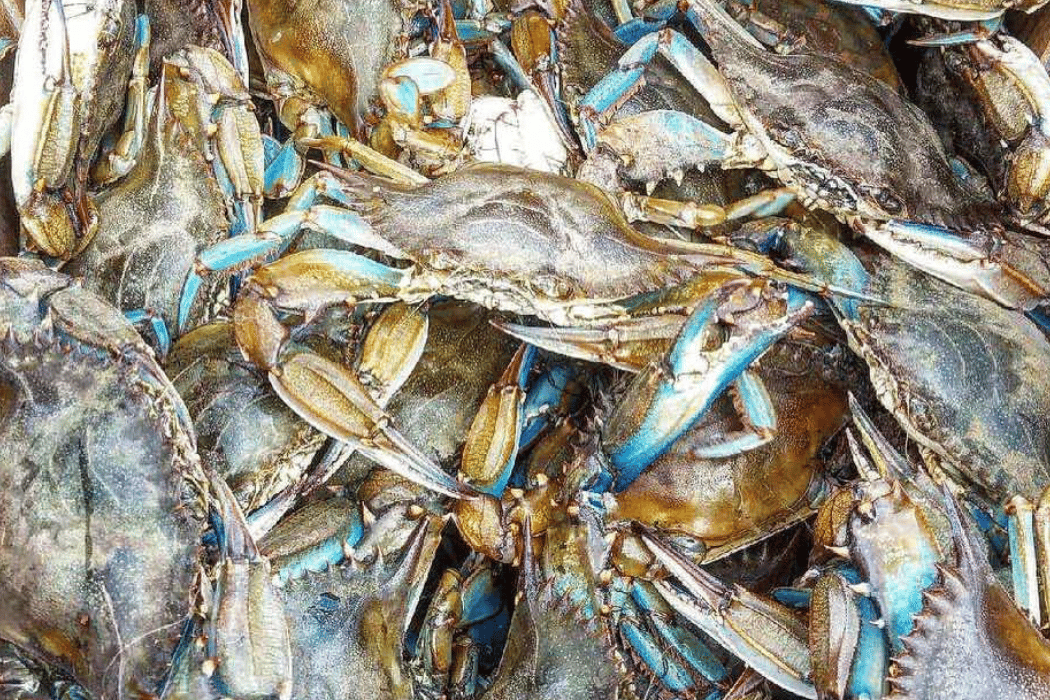 Crab Palace 1