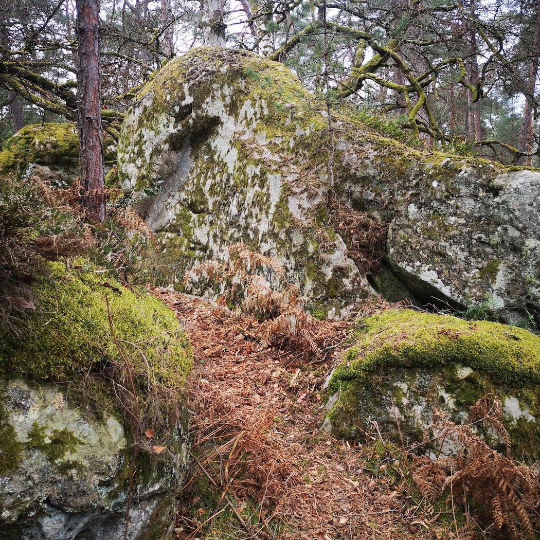 Bois-le-Roi 5