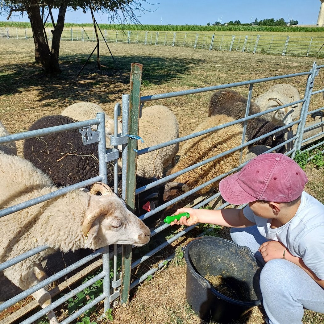 La Ferme des P'tits Bergers -Laine mohair & mouton - Loiret & Essonne 3