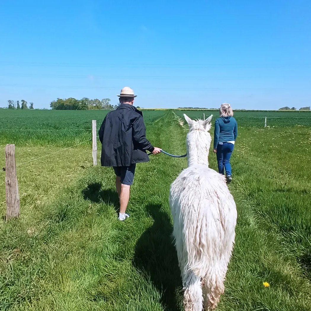 Les Alpagas du Clos : Nuit insolite, balade et pique-nique avec les alpagas - Normandie (Uniquement sur réservation) 1