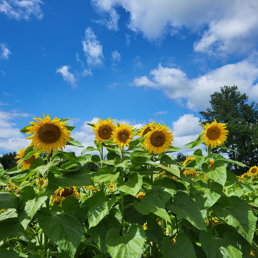 Blake's Orchard & Cider Mill 3