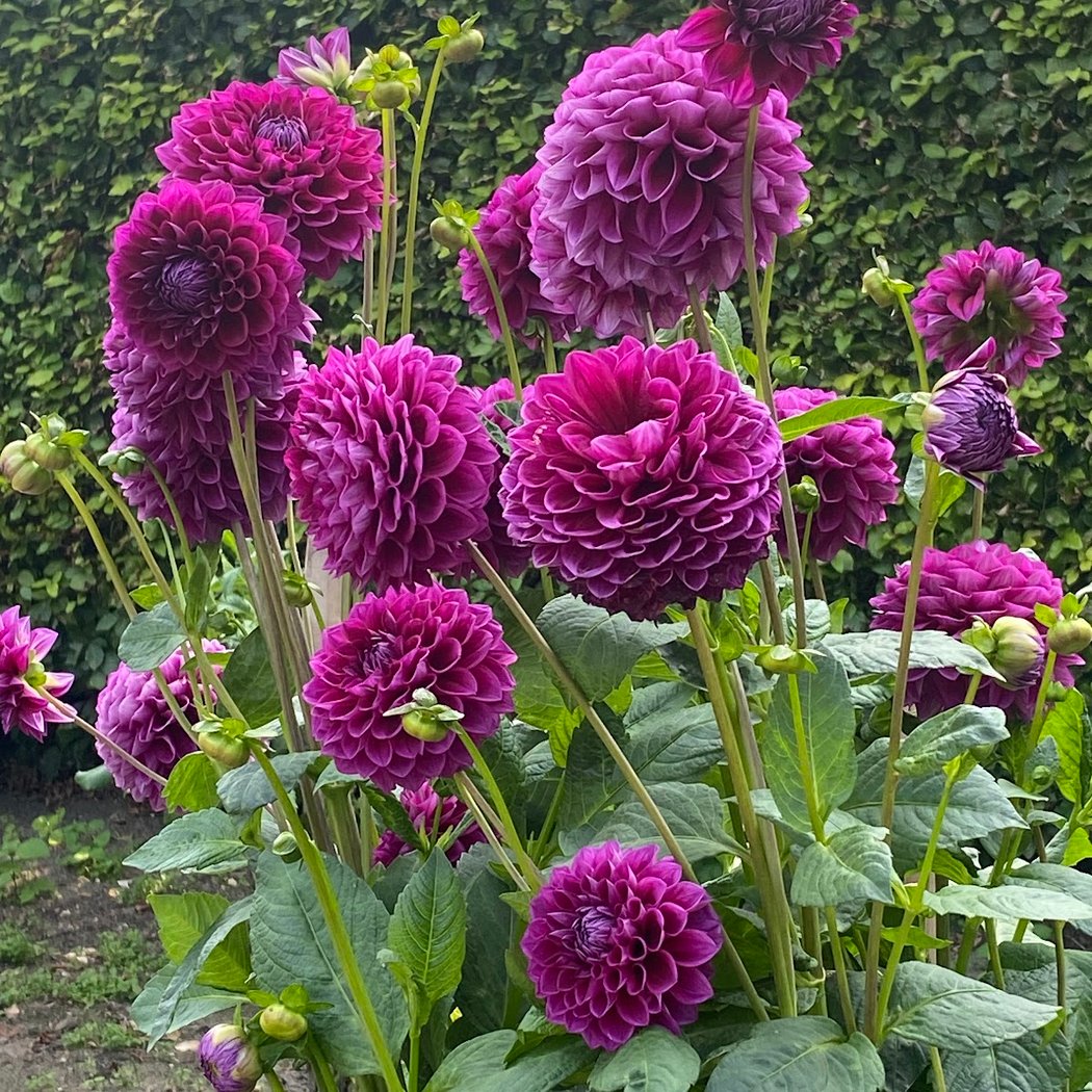 Dahliengarten Hamburg 2