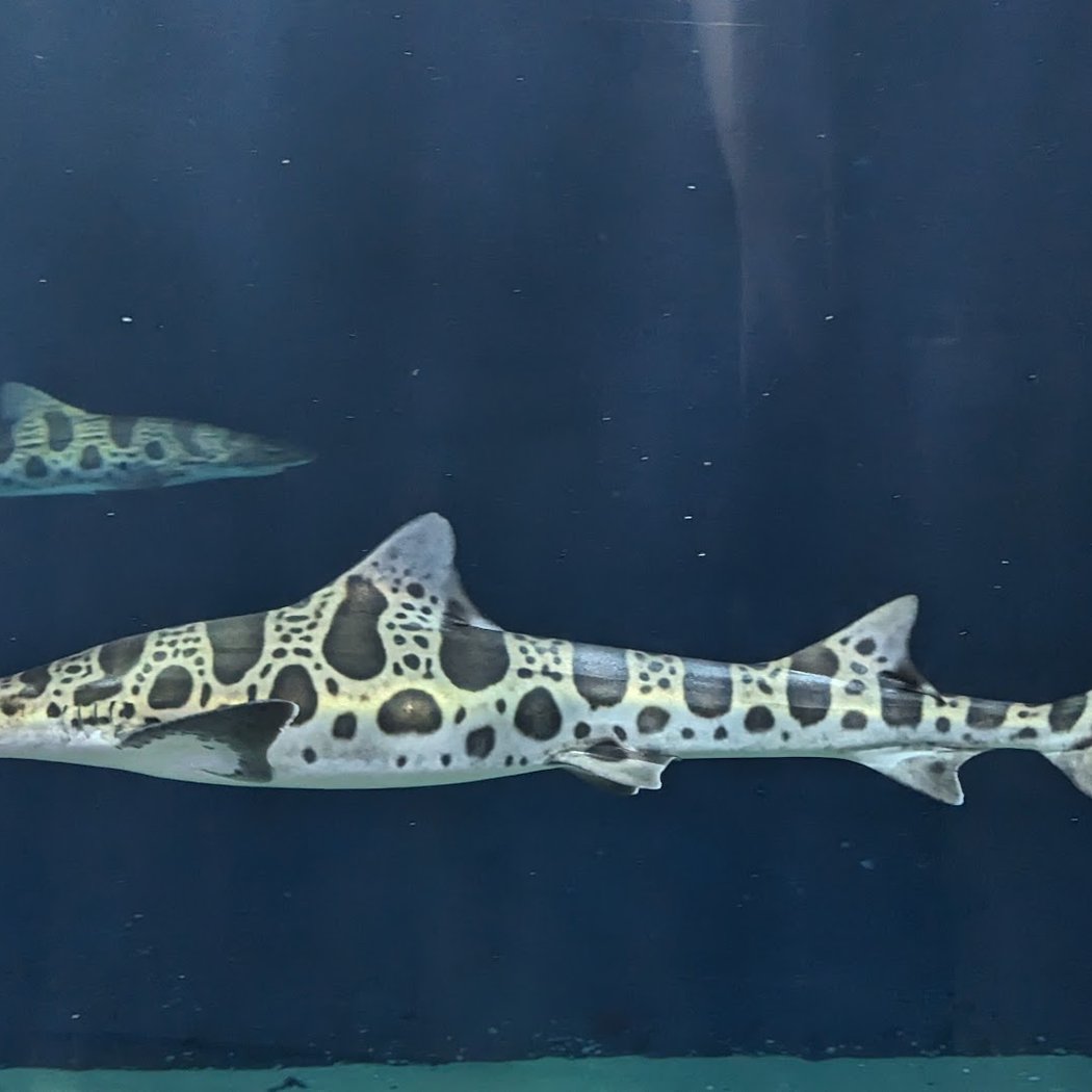 Aquarium of the Bay 1