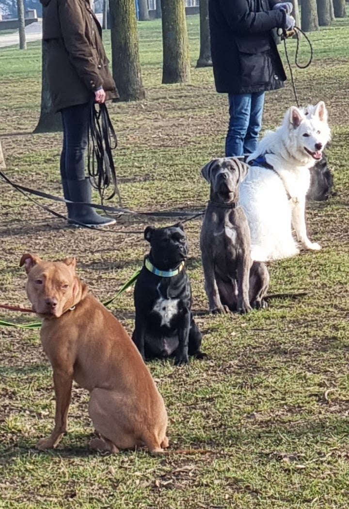 Chiens Malins 3