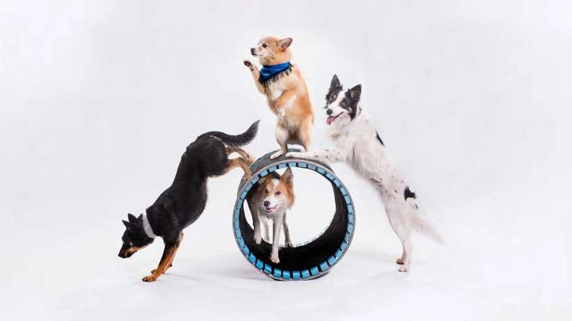 Canine Performance Show 1
