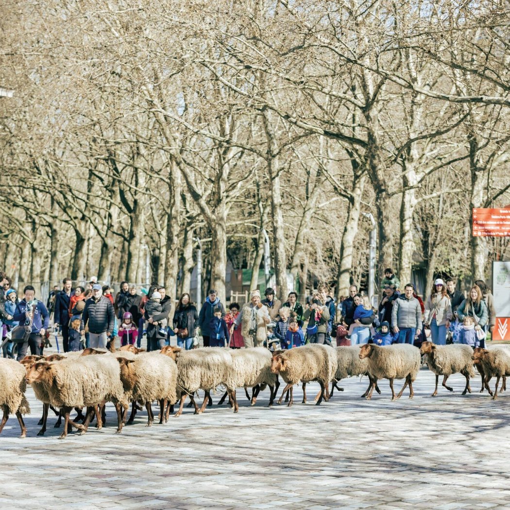 Fête de la laine 1