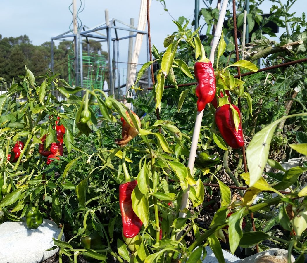 San Mateo Community Garden 3
