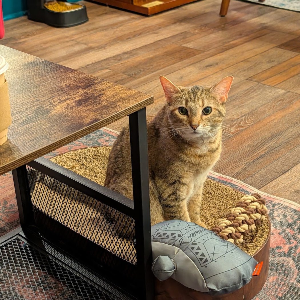 The Scratching Post 3