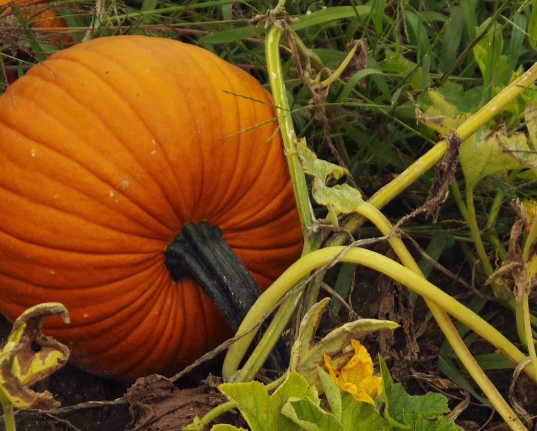 Apple & Pumpkin Picking 3