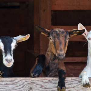 La Ferme pédagogique du Collet des Comtes 1
