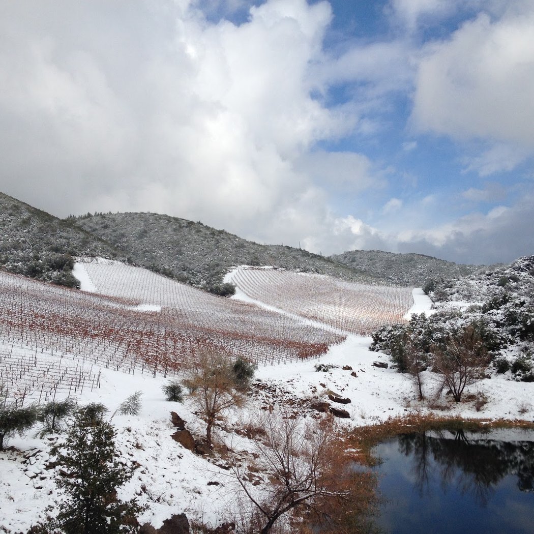 Rorick Heritage Vineyard 1