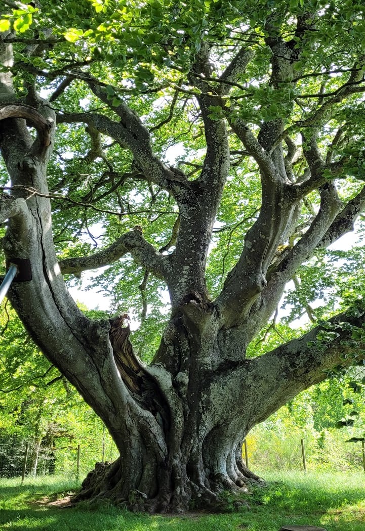 Hêtre de Saint Jammes, plus bel arbre de France 2019 1