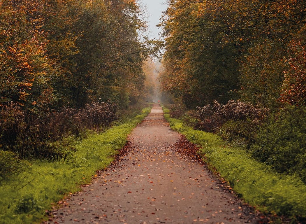 Forêt domaniale de Saint-Germain 1