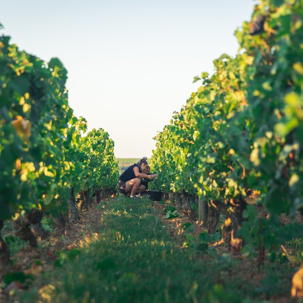 Domaine de La Pagerie - Baptiste POINTEREAU 3