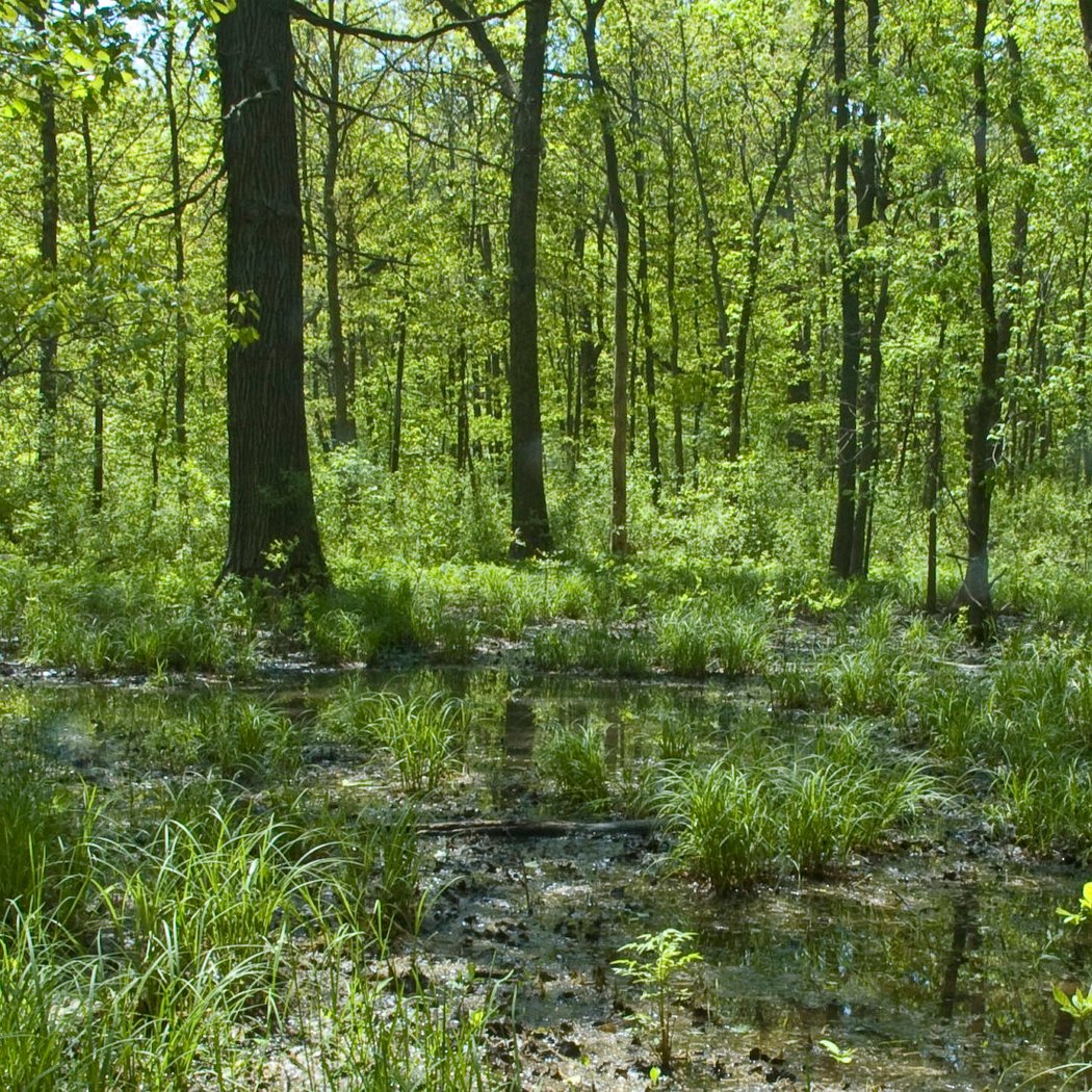 Harms Flatwoods Restoration Workday 1