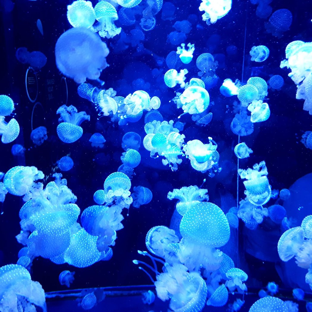 Aquarium of Quebec 3