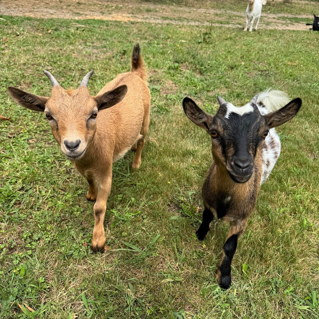 La petite ferme de Pouillon 3