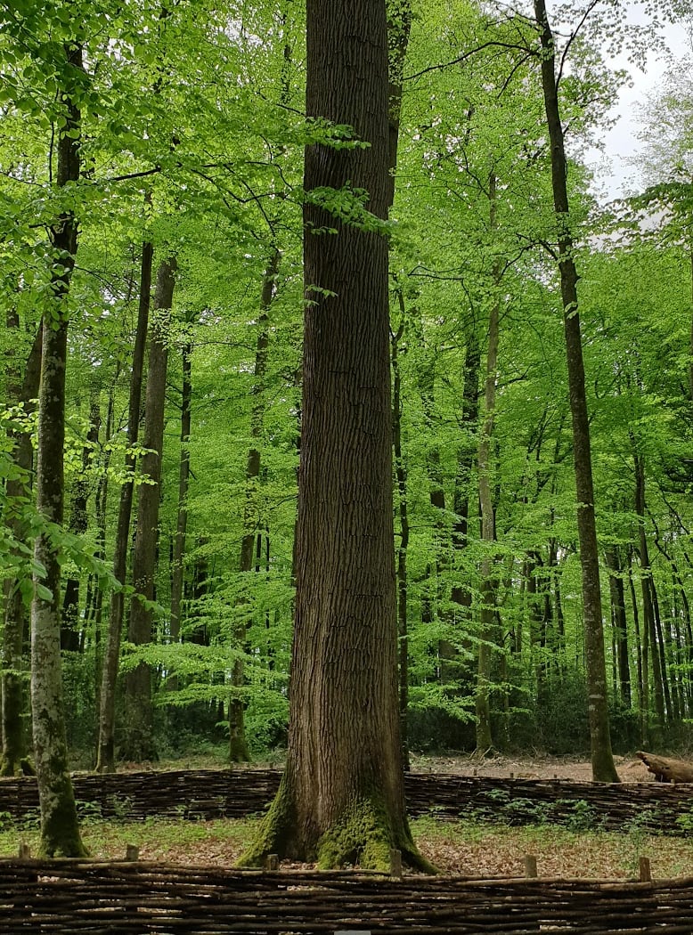 Forêt Domaniale de Bercé 3