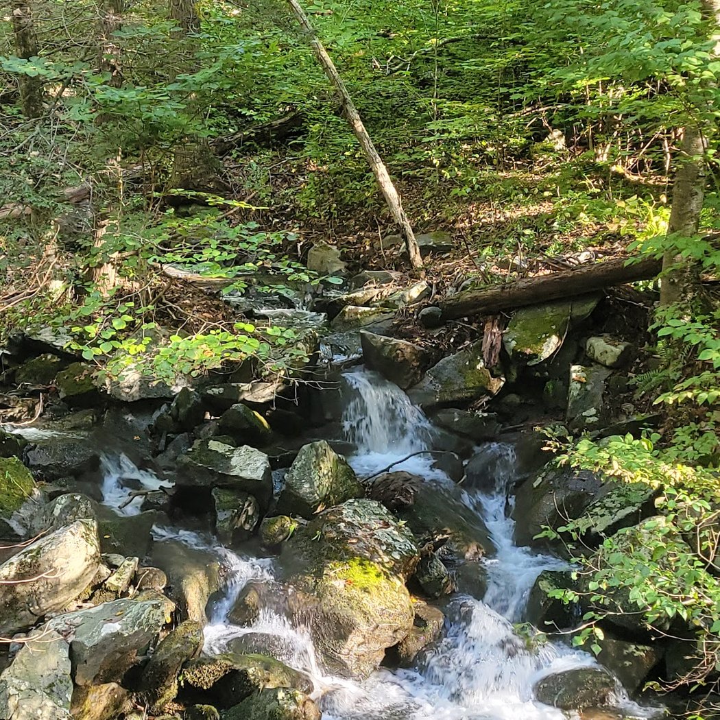 Michael Ciaiola Conservation Area (Parking) 2