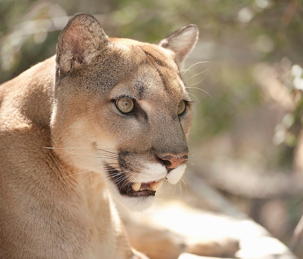 Walk With Wildlife Tour 3